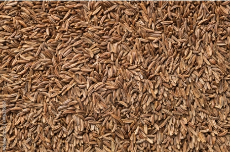 Cumin 50 Kg